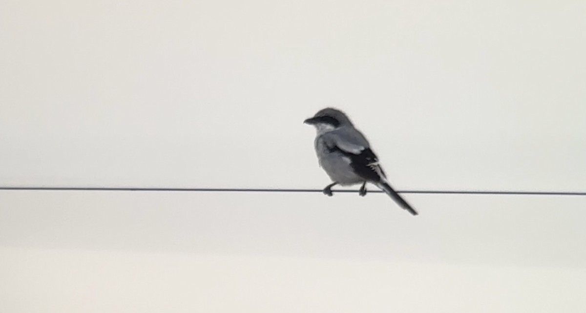 Louisianawürger - ML646278441