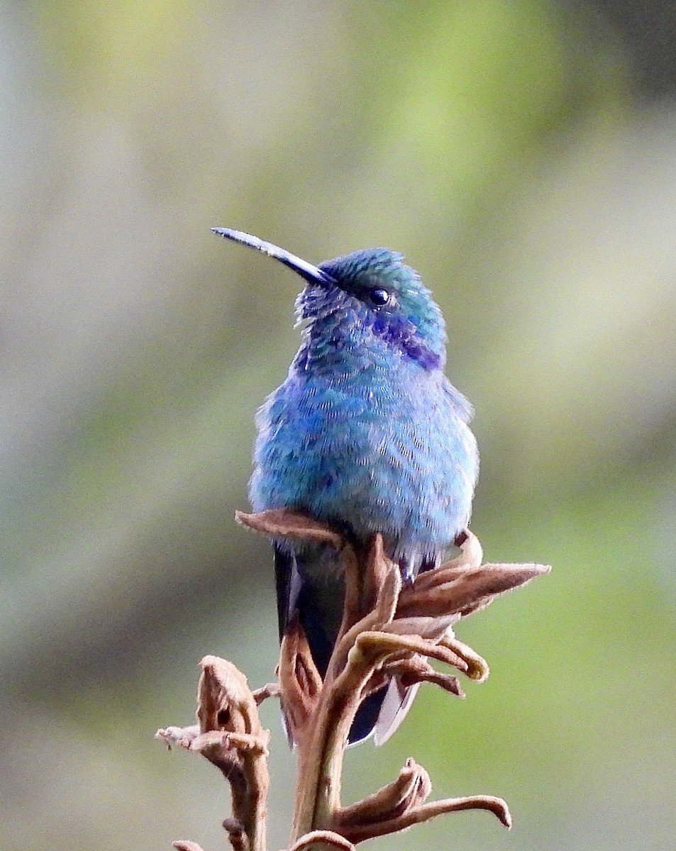 Berg-Veilchenohrkolibri - ML646278442