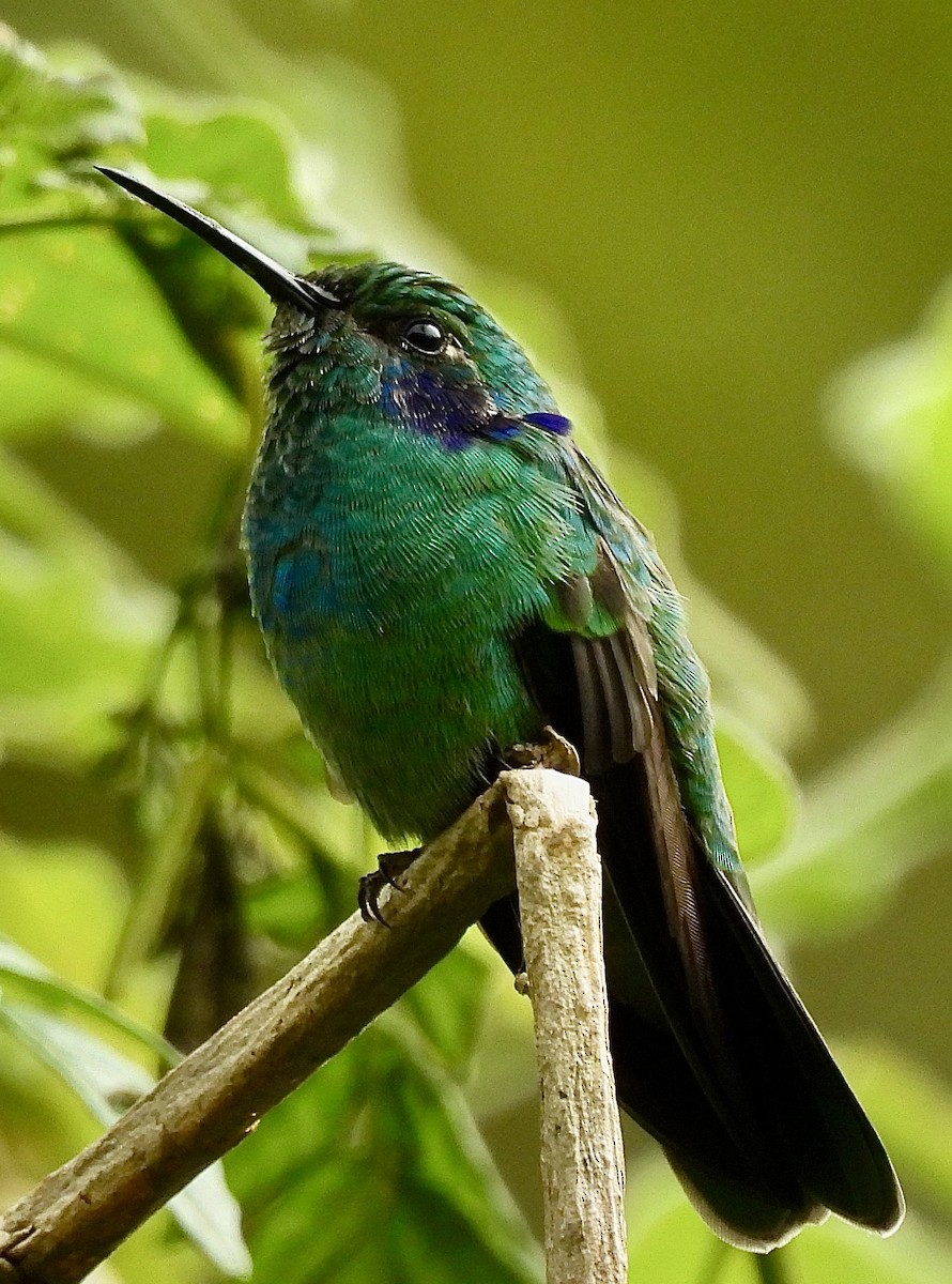 Berg-Veilchenohrkolibri - ML646278443
