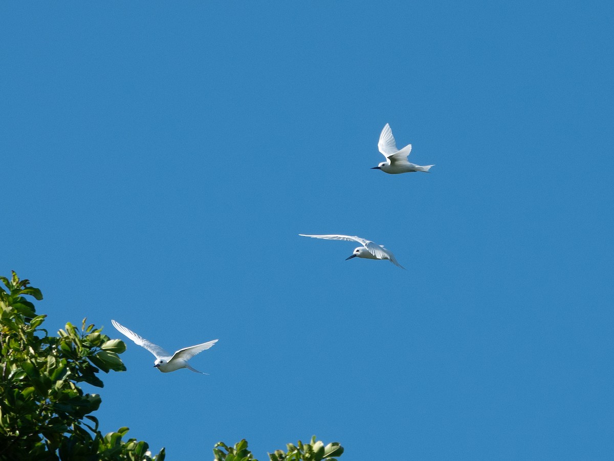 Blue-billed White-Tern - ML646278444