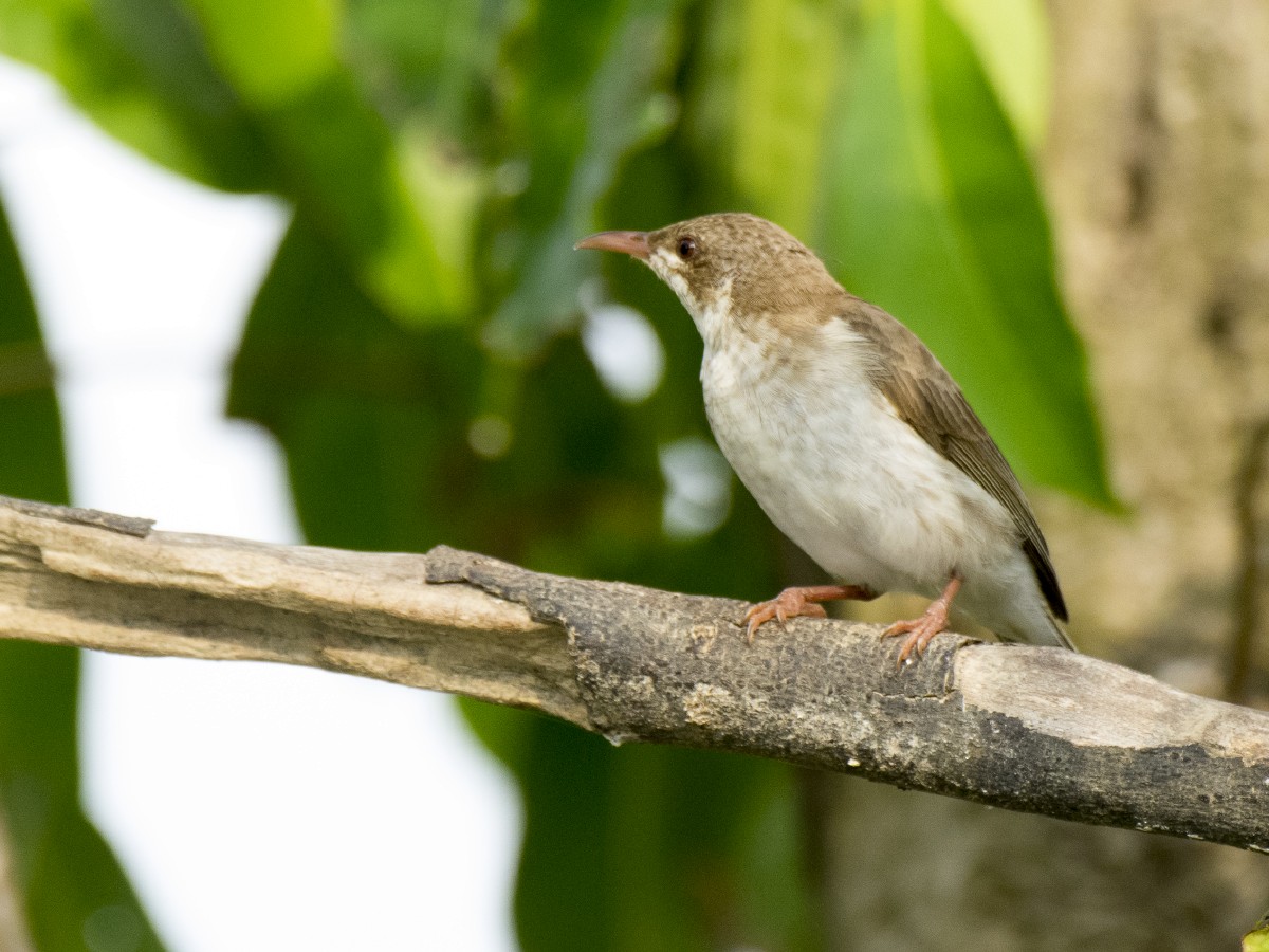 Sumpfhonigfresser - ML646278445