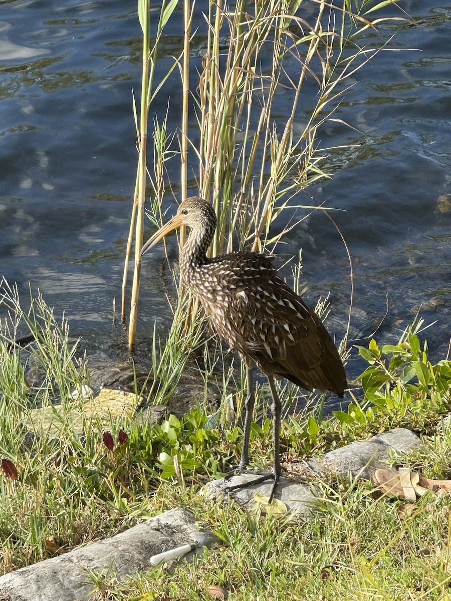 Rallenkranich - ML646278448