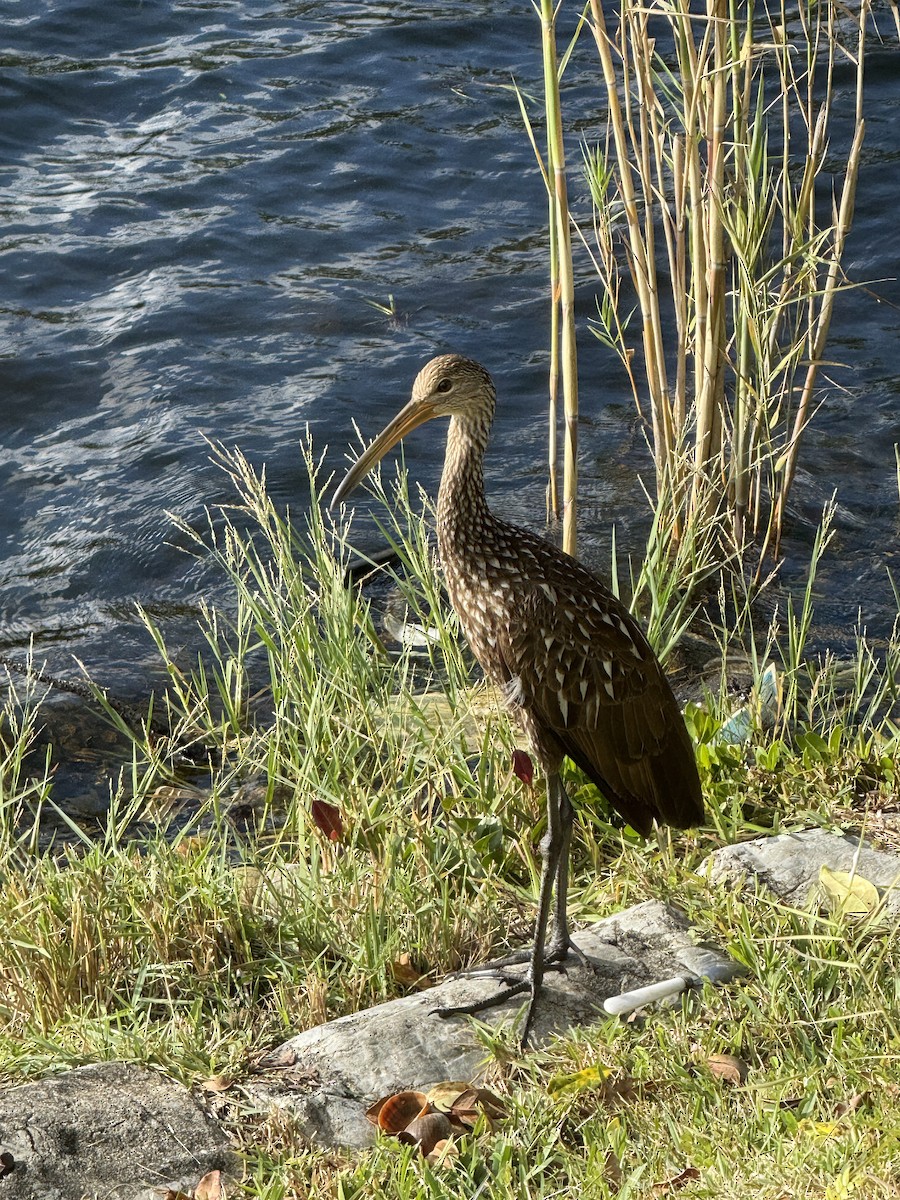 Rallenkranich - ML646278449