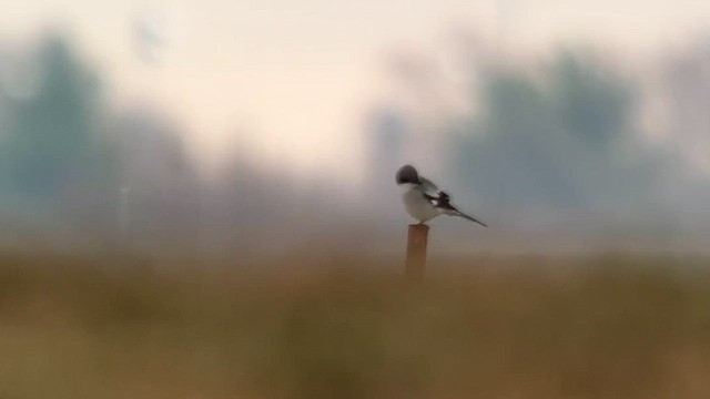 Alcaudón Americano - ML646278451