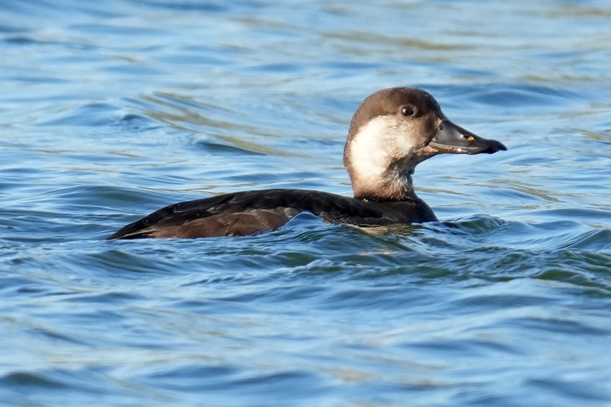 Pazifiktrauerente - ML646278452