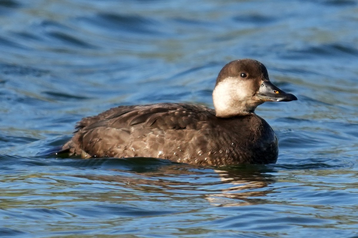 Pazifiktrauerente - ML646278453