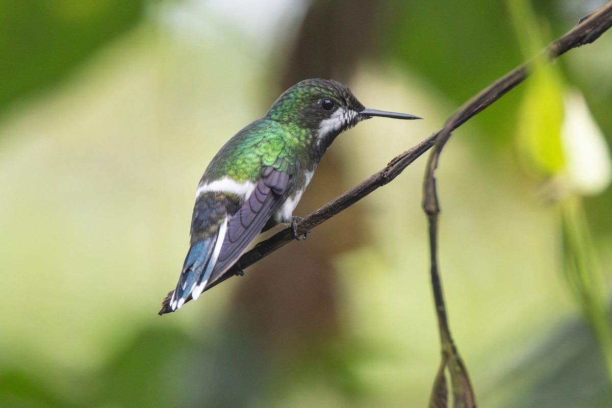 Grünfadenelfe - ML646278454