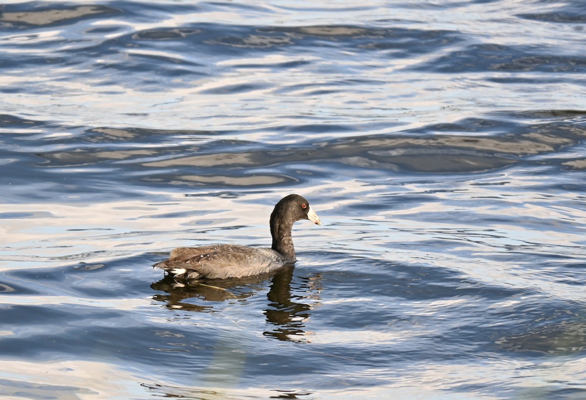 American Coot - ML646278455