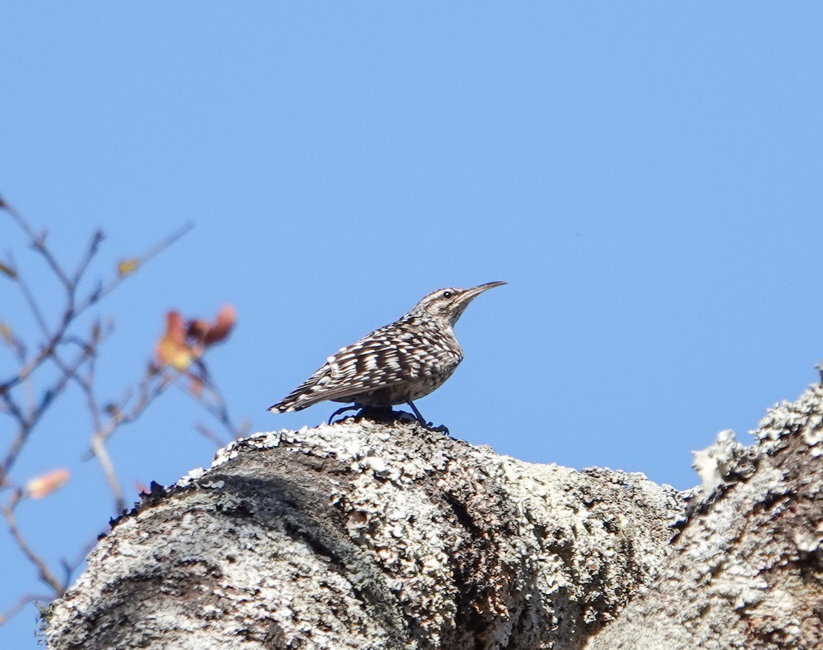 African Spotted Creeper - ML646278456