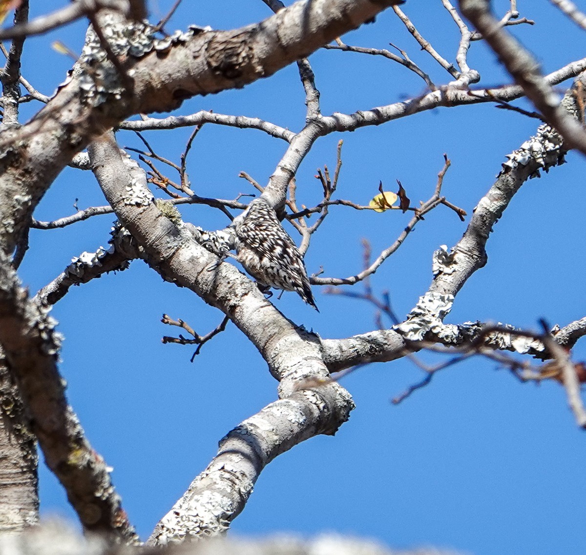 African Spotted Creeper - ML646278457