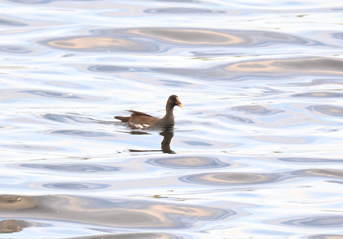 Amerika Sutavuğu - ML646278458