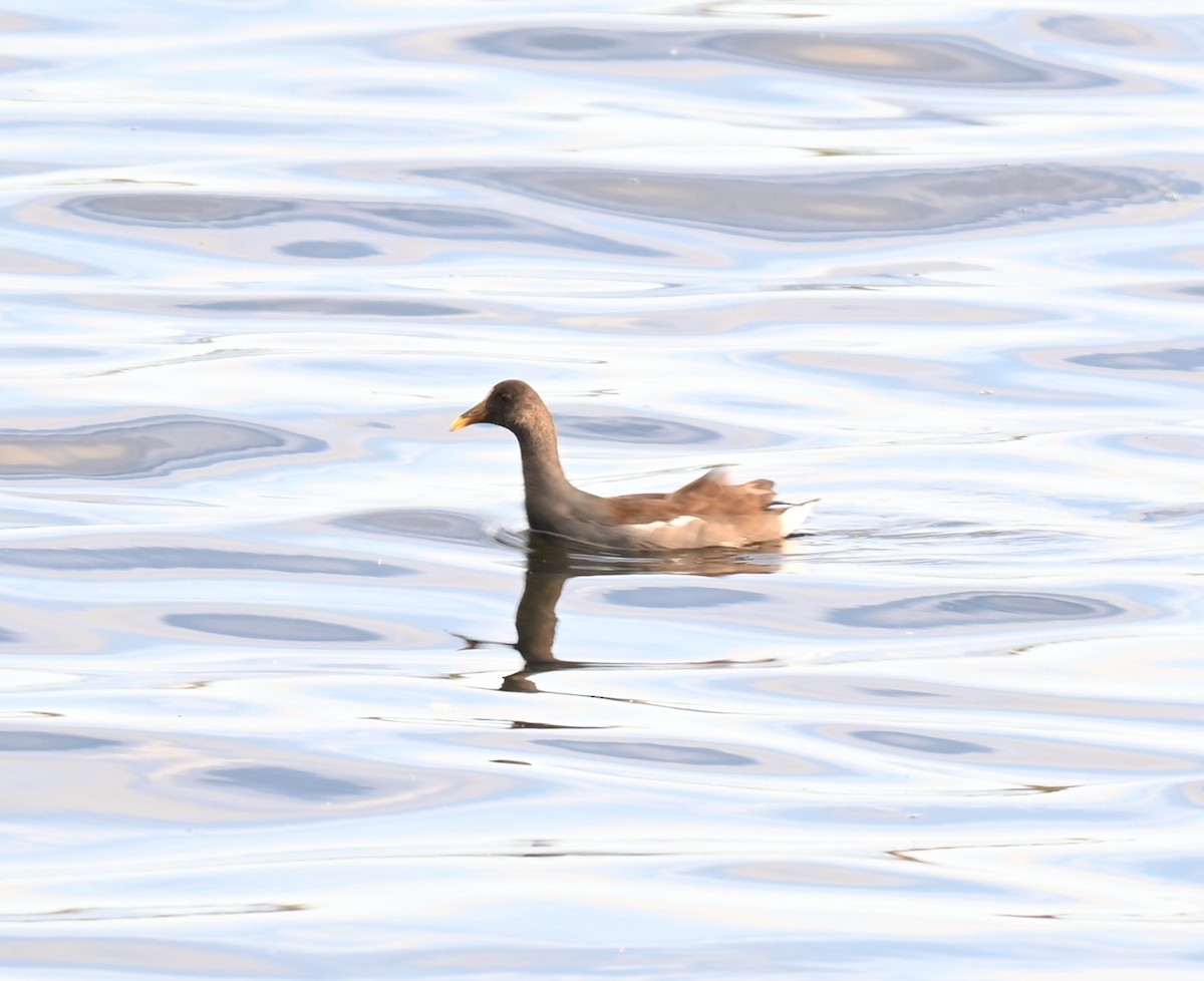 Amerika Sutavuğu - ML646278461