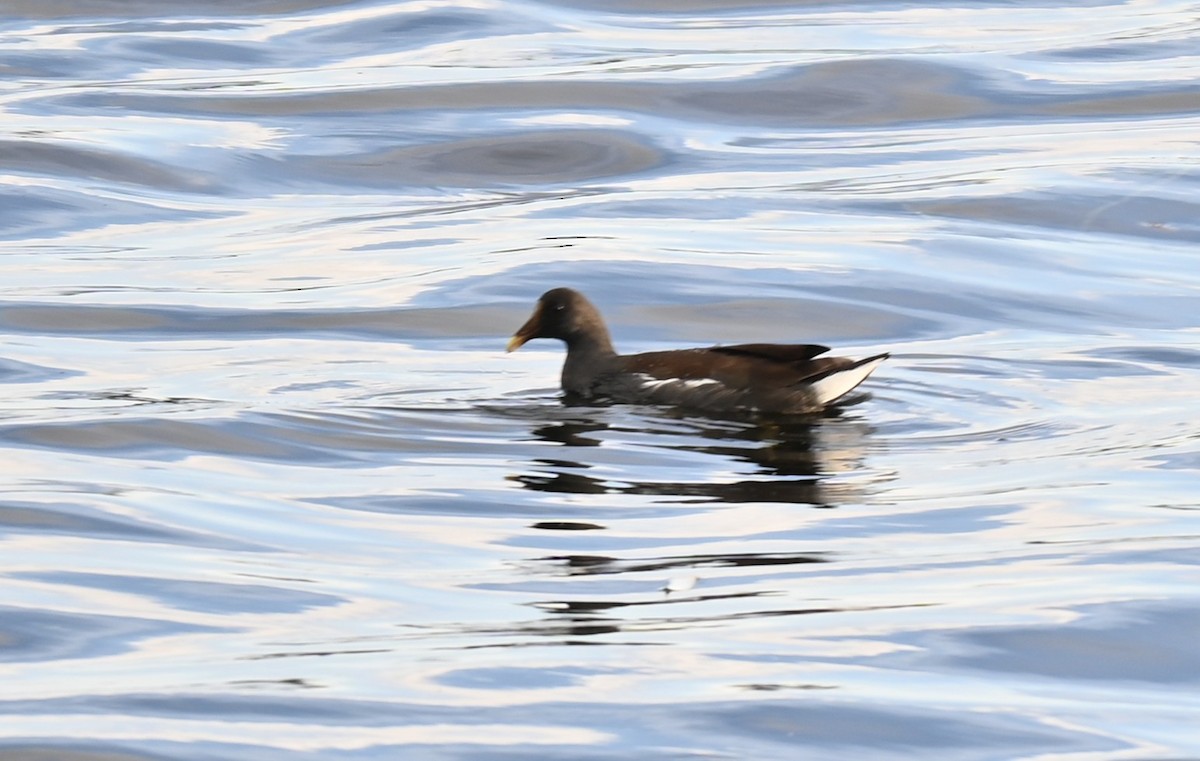 Amerika Sutavuğu - ML646278462