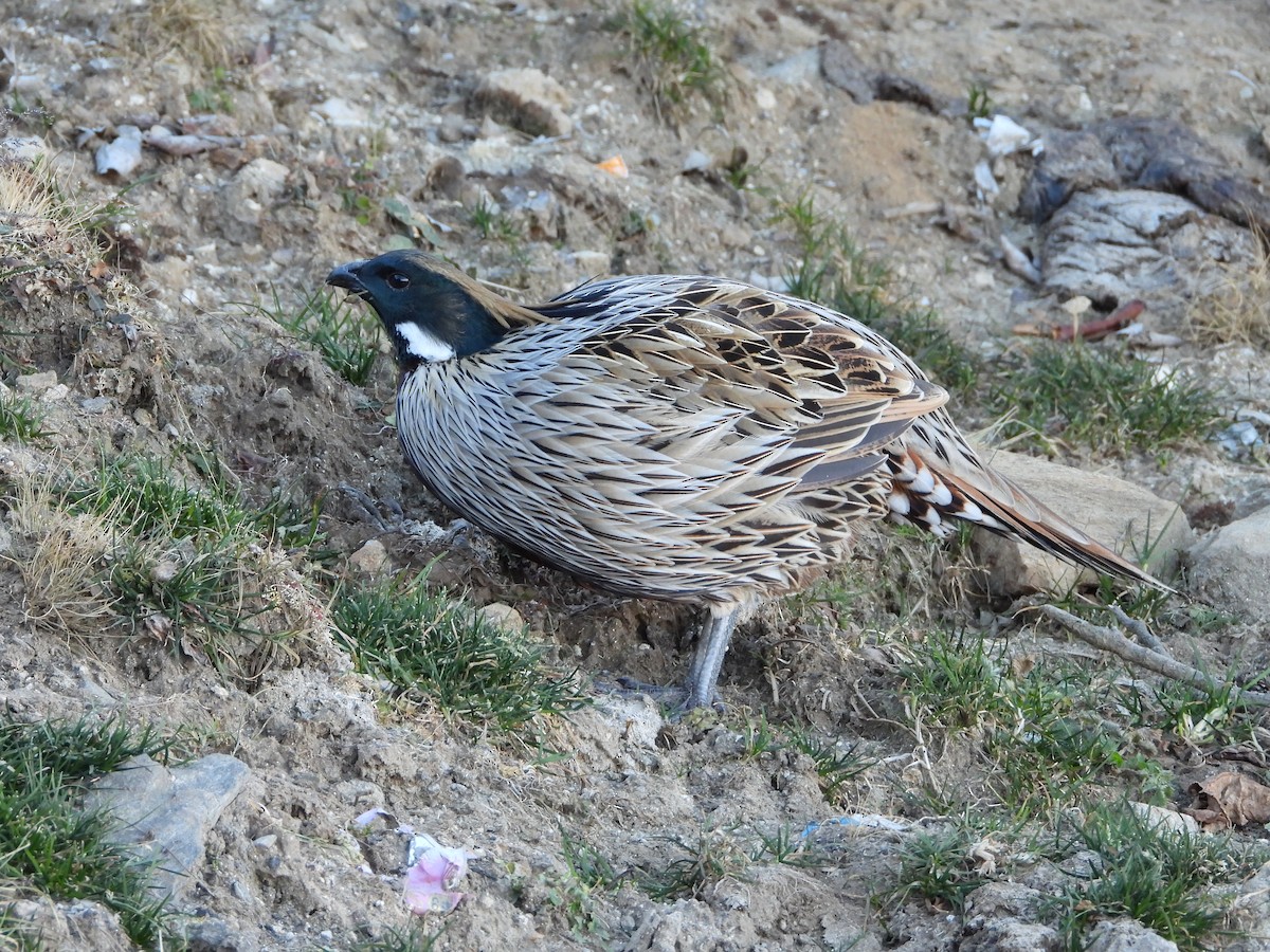 Koklass Pheasant - ML646278464