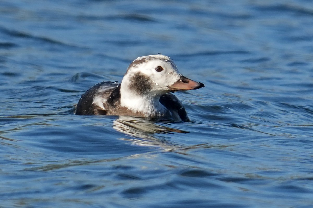 Eisente - ML646278465