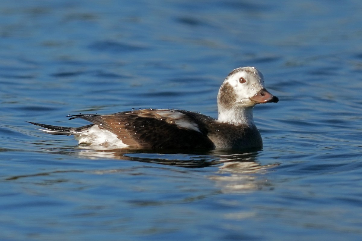 Eisente - ML646278466