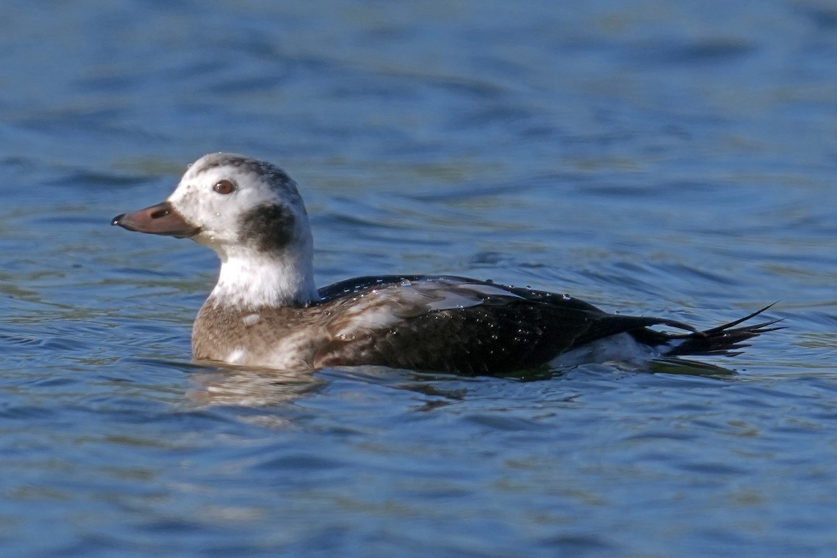 Eisente - ML646278467