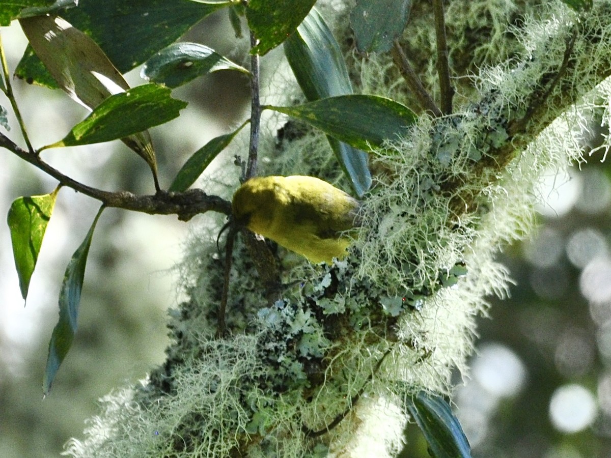 Akiapolaau - ML646278471