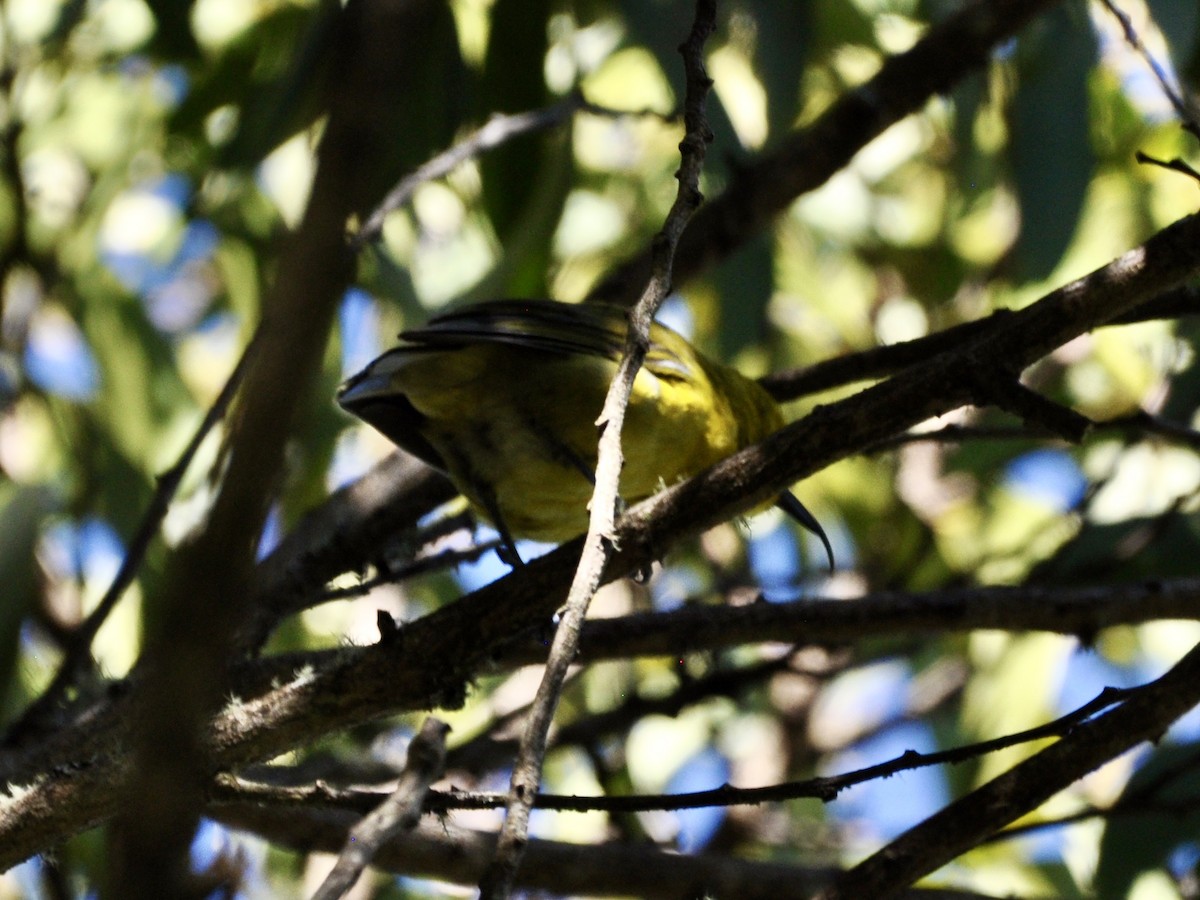 Akiapolaau - ML646278472