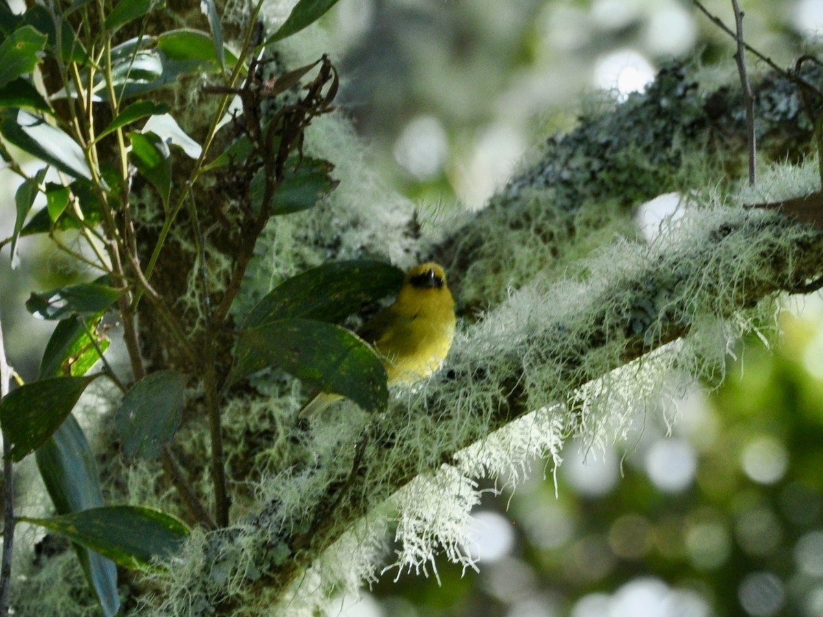 Akiapolaau - ML646278473