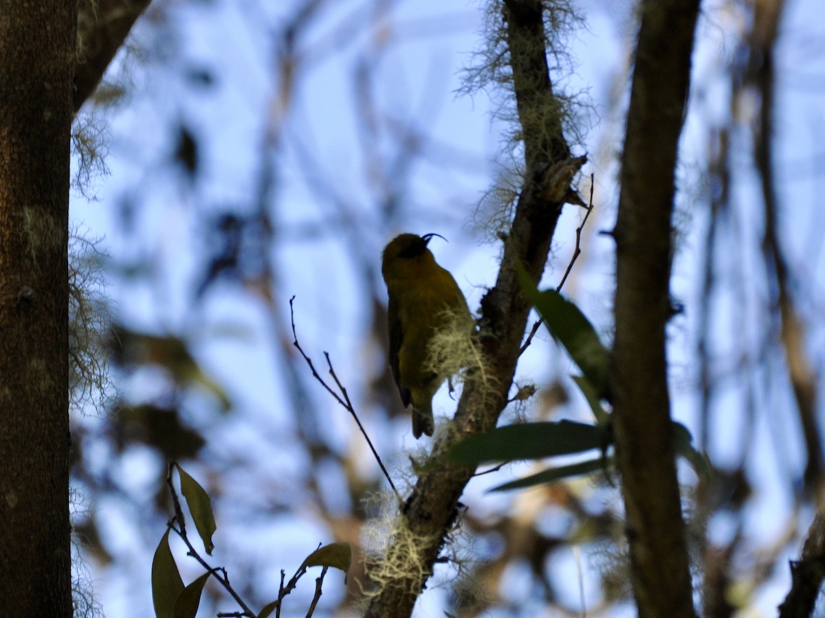 Akiapolaau - ML646278474