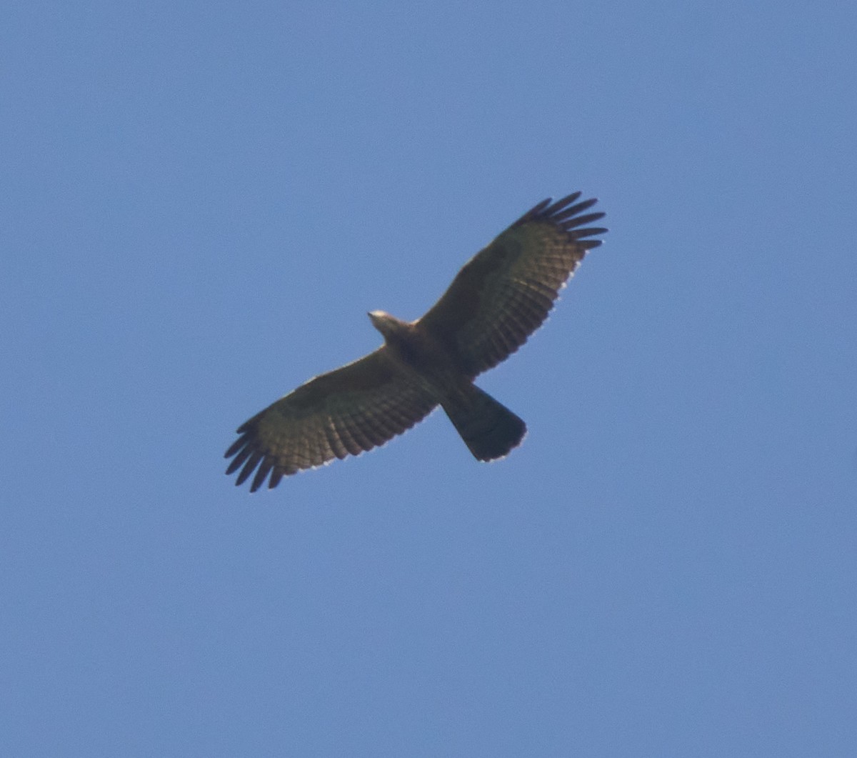 Oriental Honey-buzzard - ML646278475