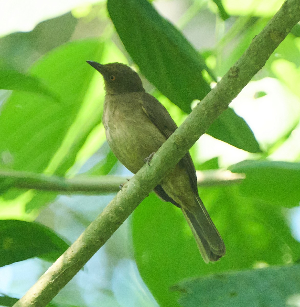 Red-eyed Bulbul - ML646278476