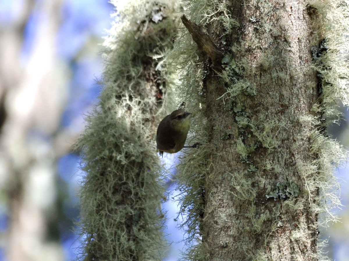 Hawaii Creeper - ML646278477