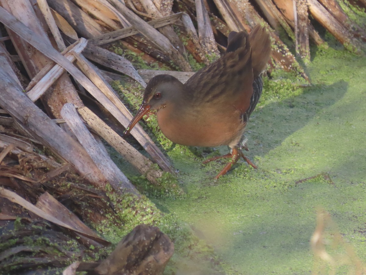 Пастушок віргінський - ML646278478