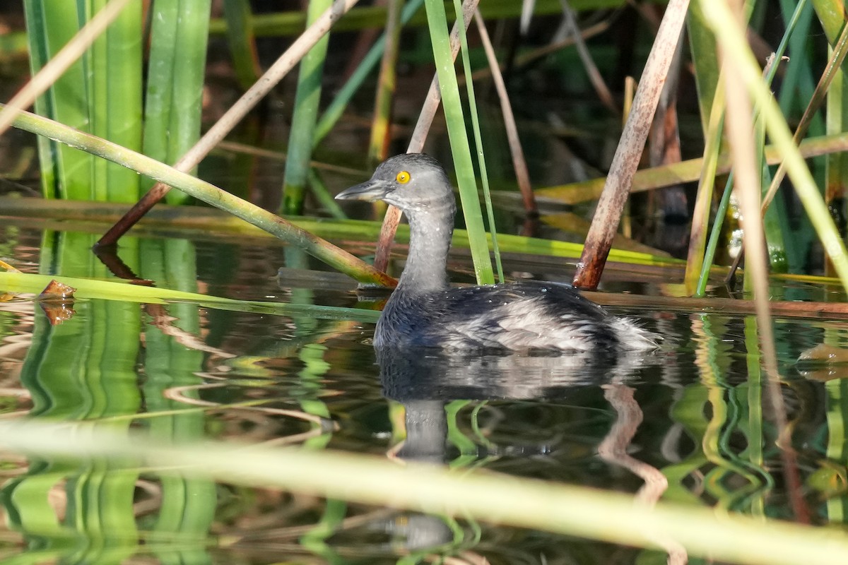 Least Grebe - ML646278479