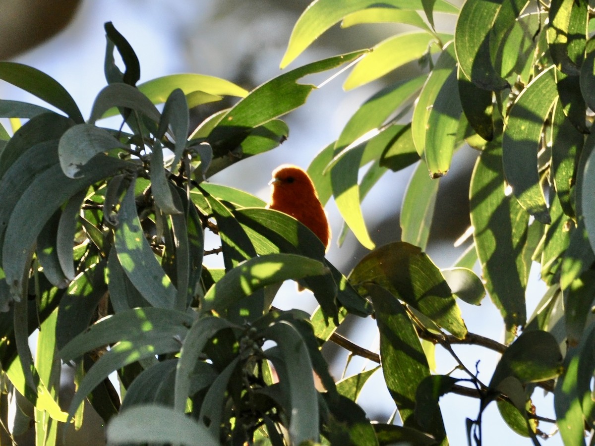Hawaii Akepa - ML646278486