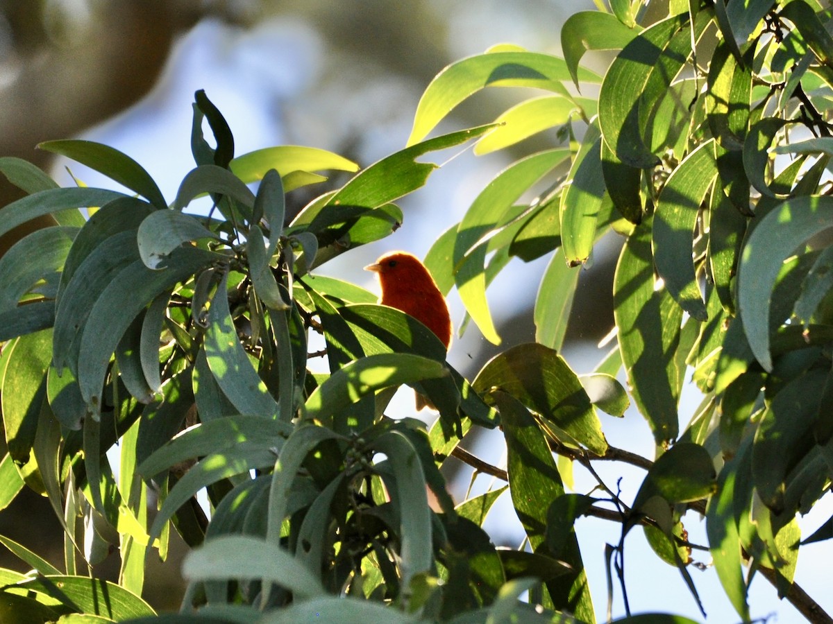 Hawaii Akepa - ML646278487