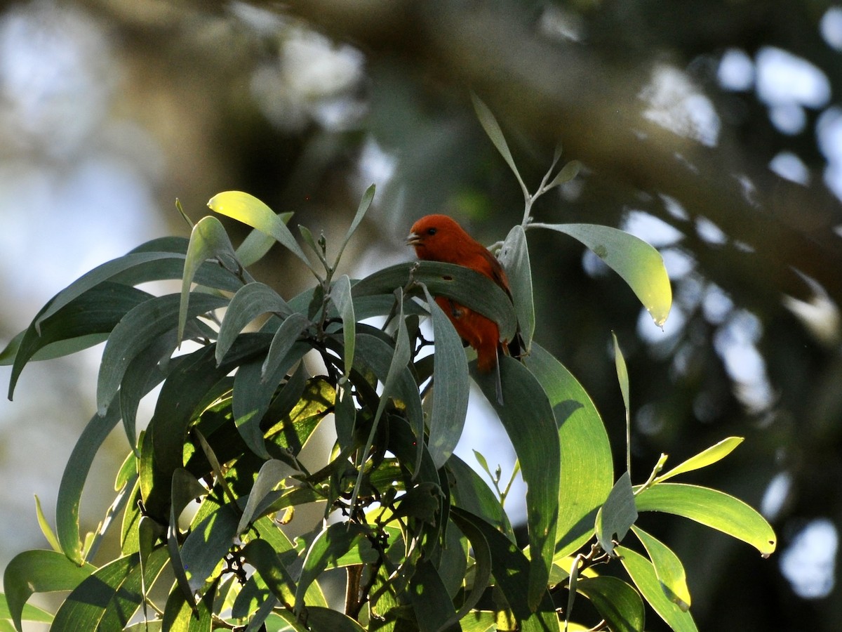 Hawaii Akepa - ML646278488