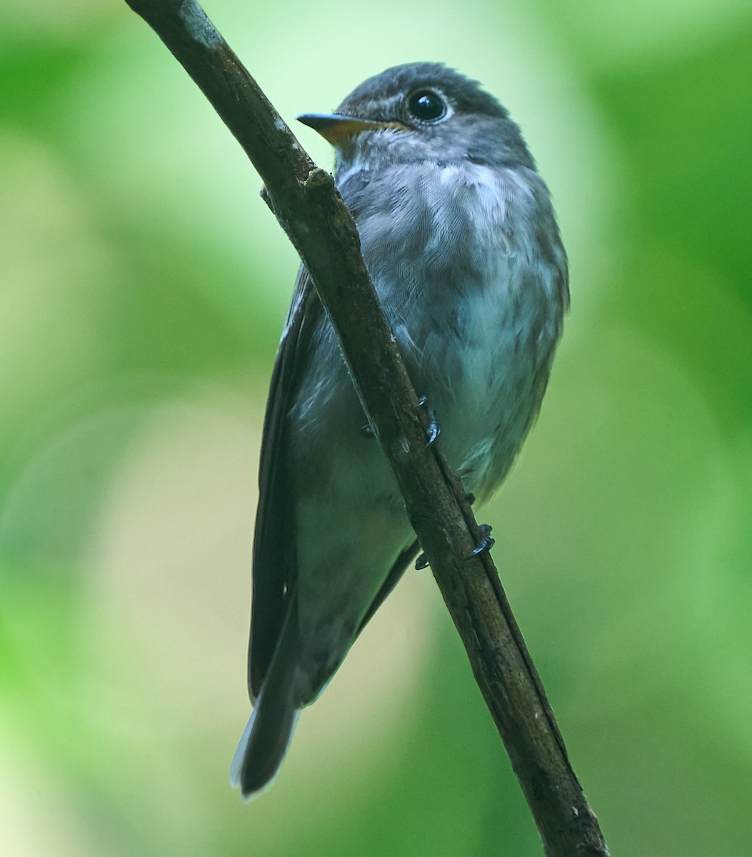 Dark-sided Flycatcher - ML646278491