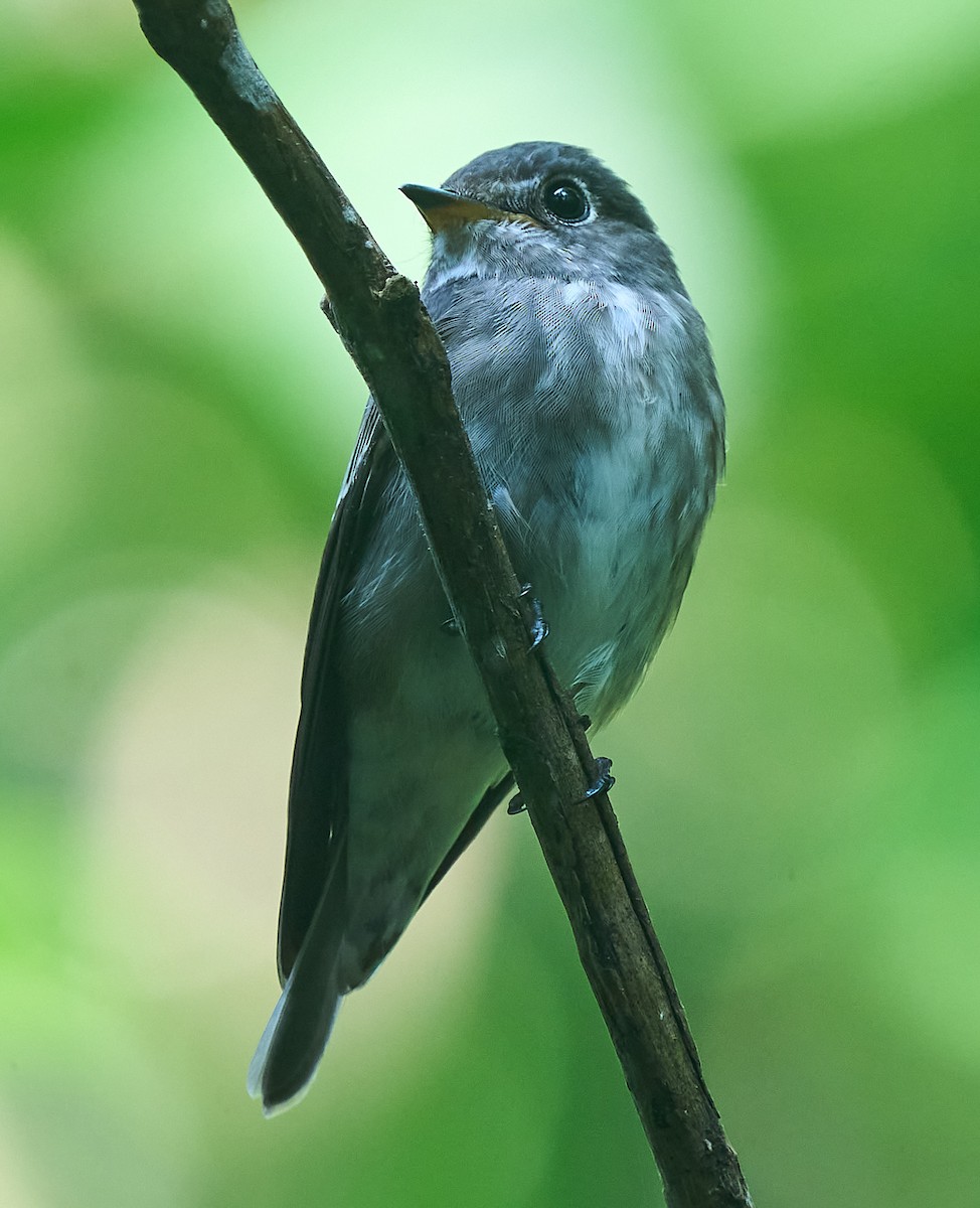 Dark-sided Flycatcher - ML646278492