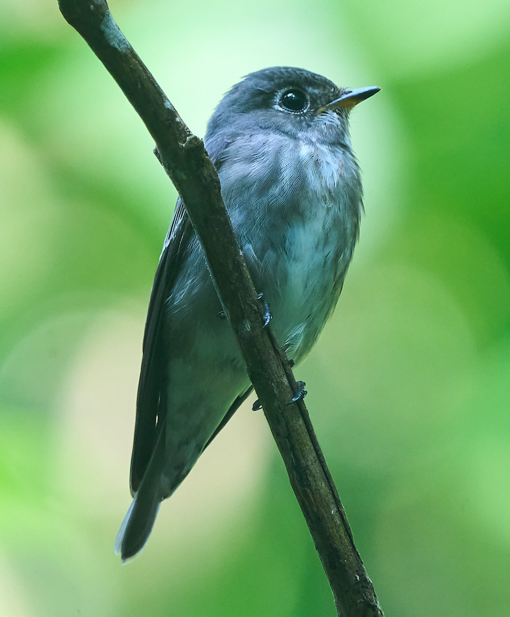 Dark-sided Flycatcher - ML646278493