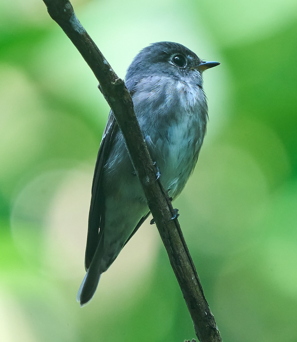 Dark-sided Flycatcher - ML646278494