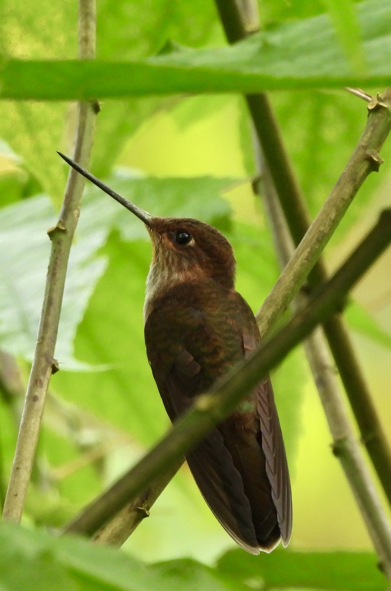 Bronzy Inca - ML646278496