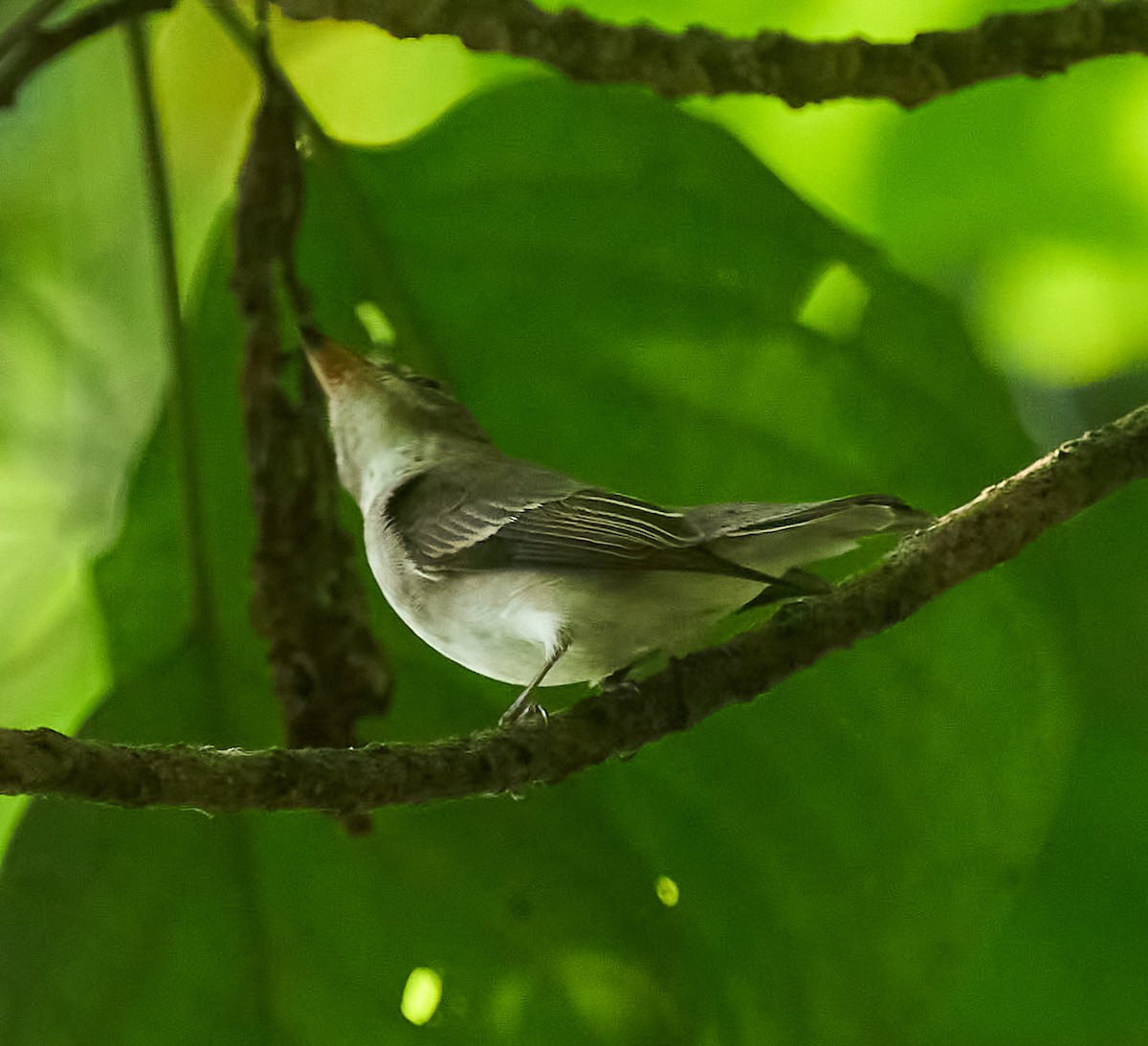 Asian Brown Flycatcher - ML646278498
