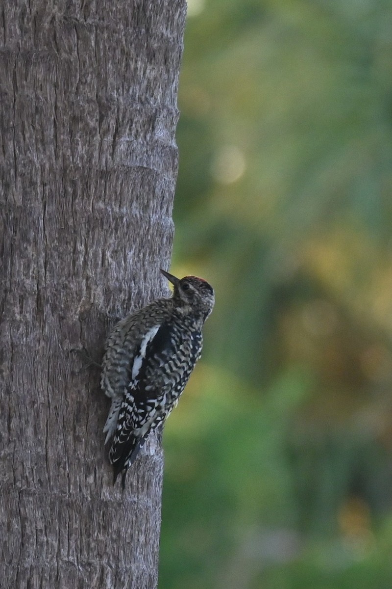 Yellow-bellied Sapsucker - ML646278504