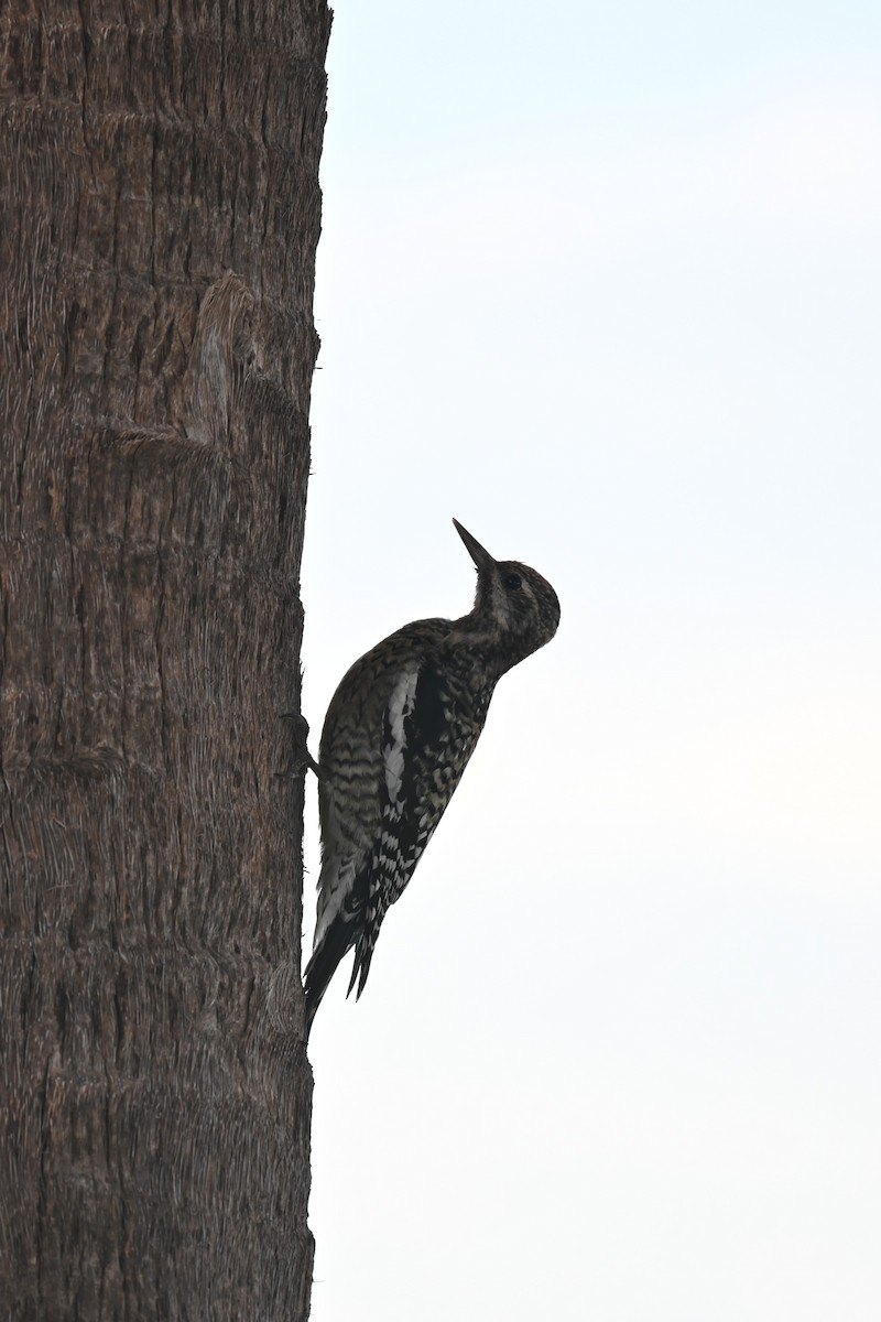 Yellow-bellied Sapsucker - ML646278505