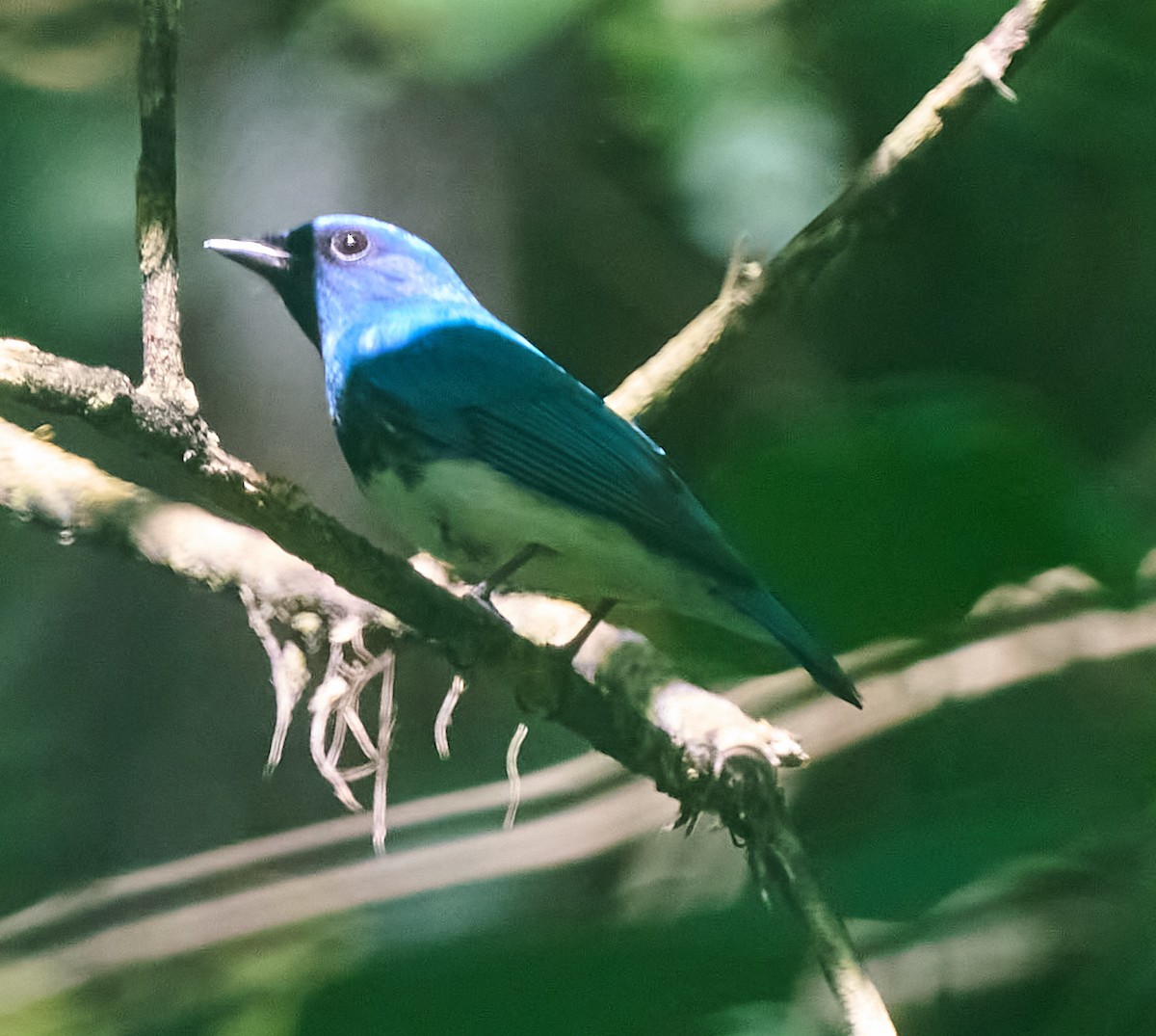 Blue-and-white/Zappey's Flycatcher - ML646278506