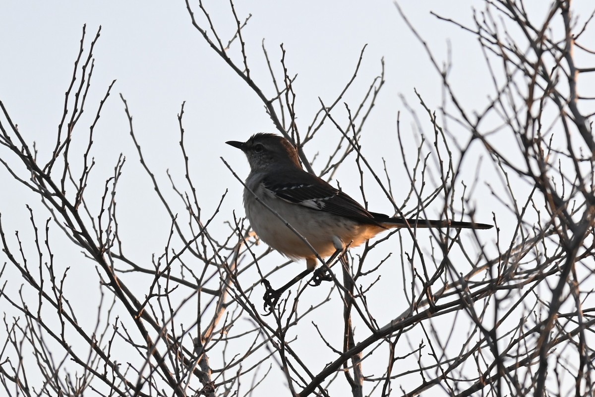 Northern Mockingbird - ML646278508