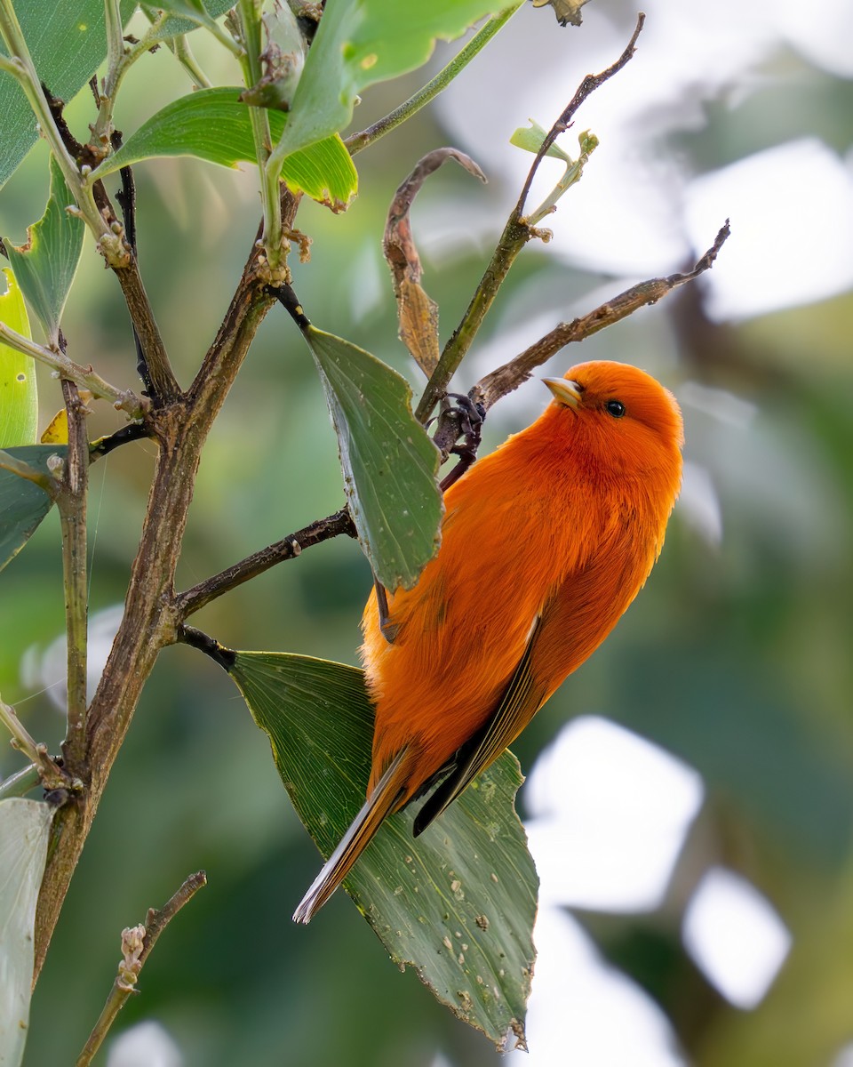 コバシハワイミツスイ - ML646278509