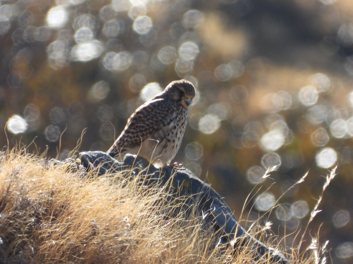 Eurasian Kestrel - ML646278511