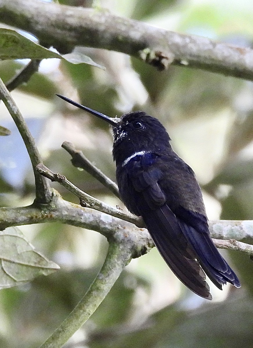 Black Inca - ML646278514