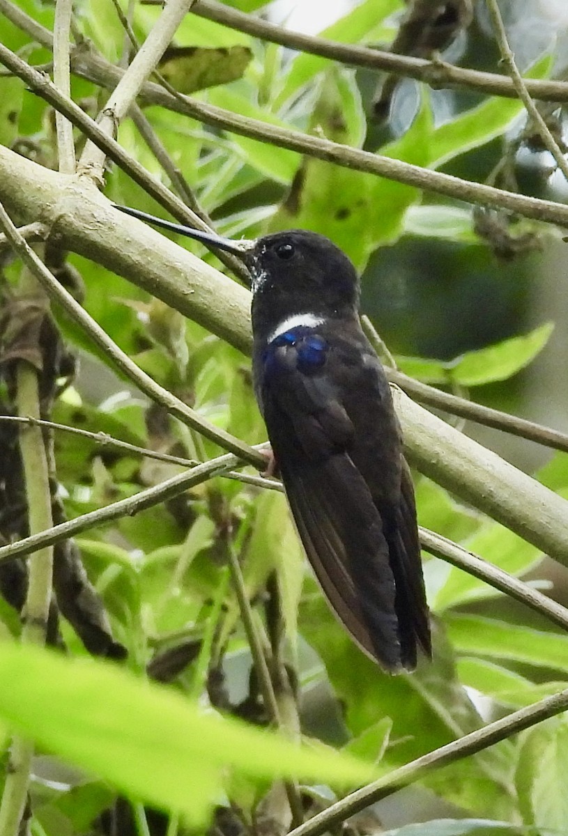 Black Inca - ML646278515