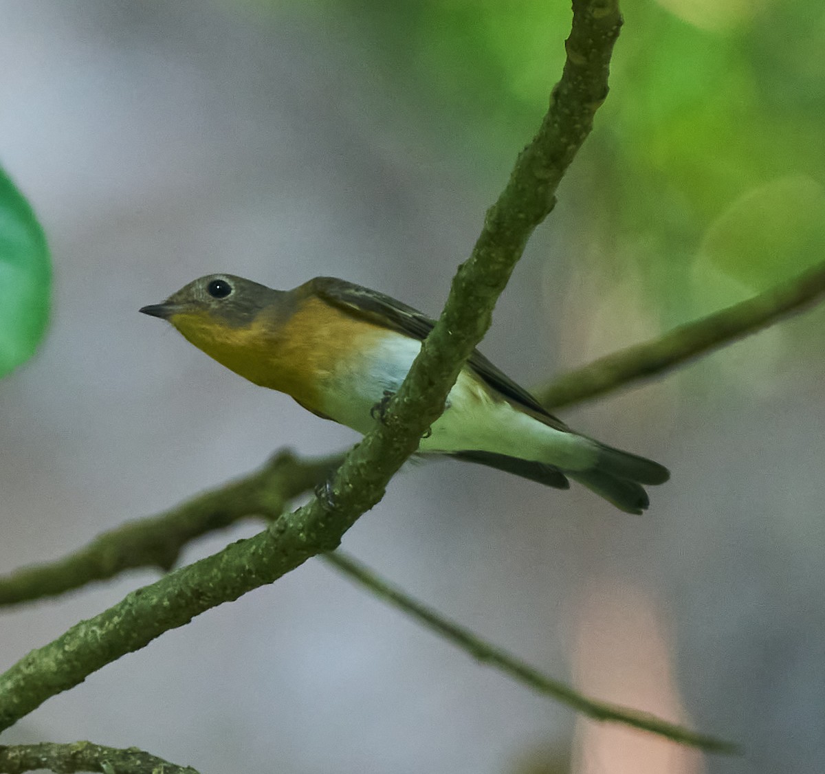 Mugimaki Flycatcher - ML646278516