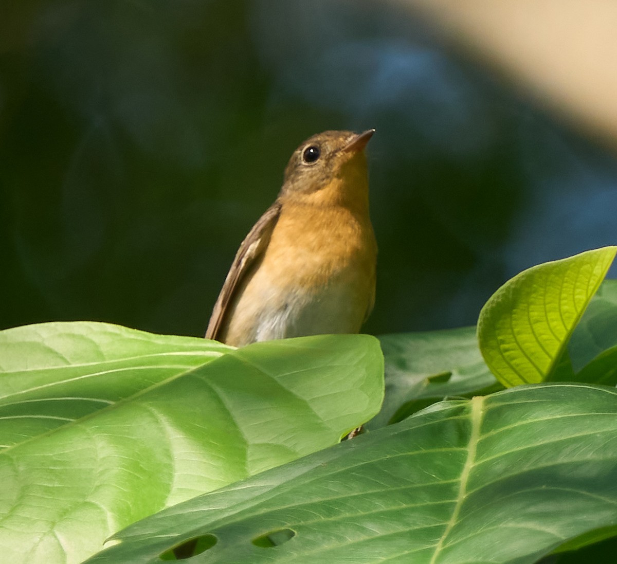 Mugimaki Flycatcher - ML646278517