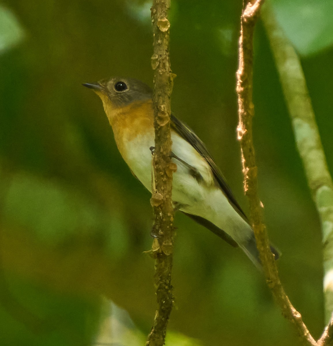 Mugimaki Flycatcher - ML646278518